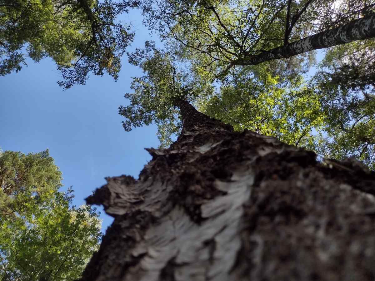 Die Natur in Finnland trägt zum Glück bei