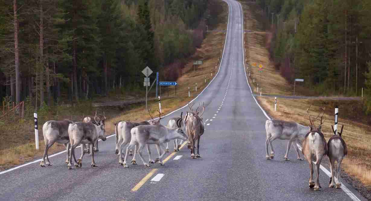gLÜCKLICHE RENTIERE FINNLAND